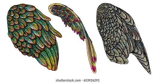 Set of colourful bird wings of different shape in open position isolated on white background. Colorful angel wings hand drawing sketch. Hipster tattoo or vintage body art concept. Vector.