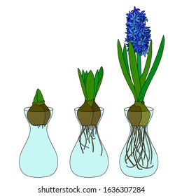 Set of colourful vector hyacinth from bulb to flower in glass. isolated on white background. Floral elements for spring design. hyacinth with the bulb. Degree of plant growth. Realistic composition