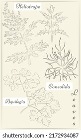 A set of Columbine, Phacelia and Larkspur leaves