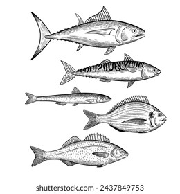 Set of commercial fishes species. Seafood fish. Isolated design elements. Vector illustration