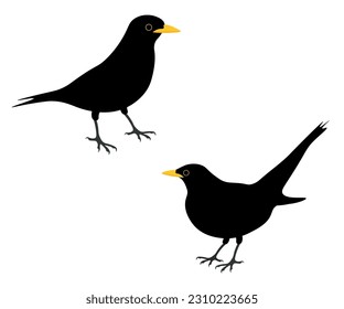 Set of Common Eurasian blackbird bird. Turdus merula isolated on white background. True thrush. Vector illustration.