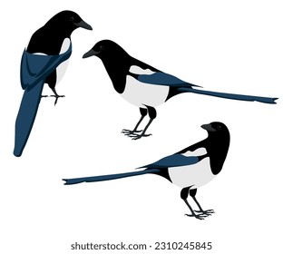 Set of common Eurasian magpie bird. Pica pica isolated on white background. Crow family. Vector illustration.