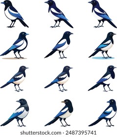 Set of common Eurasian magpie bird. Pica pica isolated on white background. Crow family. Vector illustration.