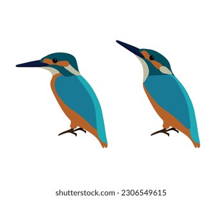 Set of  Common Eurasian river kingfisher bird. Alcedo atthis isolated on white background. Vector illustration.