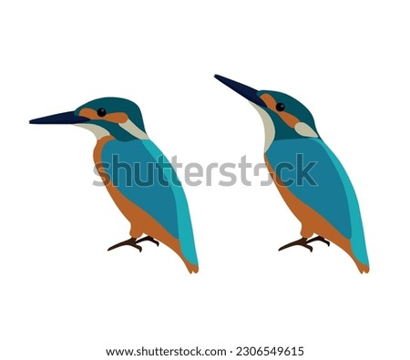 Set of  Common Eurasian river kingfisher bird. Alcedo atthis isolated on white background. Vector illustration.