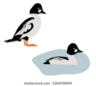 Set of Common goldeneye bird. Bucephala clangula isolated on white background. Medium-sized sea duck is standing and swimming in the water. Vector illustration.