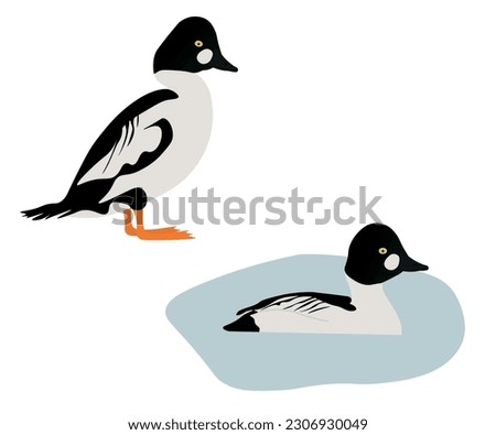Set of Common goldeneye bird. Bucephala clangula isolated on white background. Medium-sized sea duck is standing and swimming in the water. Vector illustration.