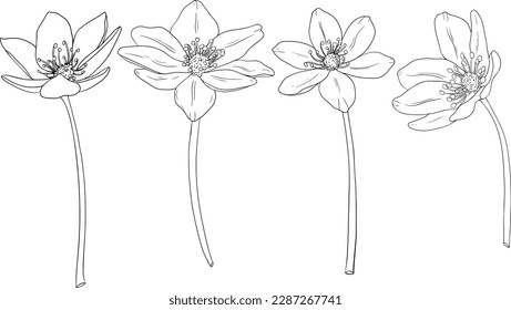 Fijar flores frecuentes de la hepatitis (anemona hepática). Flores de primavera dibujadas a mano. Ilustraciones botánicas vectoriales monocromáticas en boceto, estilo grabado.