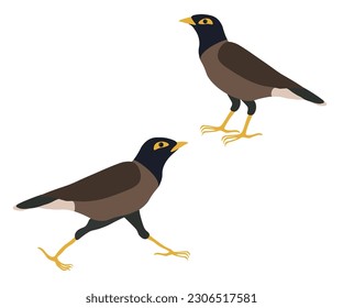 Set of  Common  Indian myna birds. Acridotheres tristis or mynah is running and standing. Vector illustration.