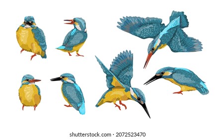 A set of common kingfisher Alcedo atthis birds in different poses. Kingfishers sit on a branch or the ground, fly and hunt. Wild birds of Eurasia and North America. Realistic vector bird