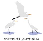 Set of common large great white egret (Ardea alba). Large heron in the family Ardeidae isolated on white background. Bird standing and walking in the water and flying. Vector illustration.