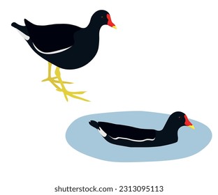 Set of Common moorhen bird. Gallinula chloropus isolated on white background. Waterhen is rail species. Swamp chicken is standing and swimming in the water. Vector illustration.