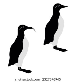 Set of common murre guillemot bird. Uria aalge isolated on white background. Seabird auk or alcid is standing and eating fish. Vector illustration.