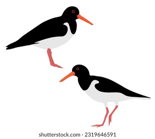 Conjunto de pájaro ostrero palaearctico común euroasiático. Haematopus ostralegus aislado en el fondo blanco. Wader en la familia Haematopodidae. Ilustración vectorial.