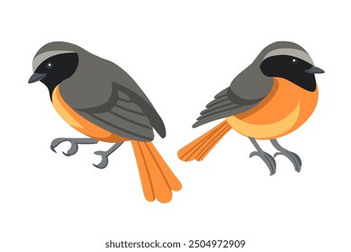 Set of common redstart bird in resting position. Cartoon animal design, stylized bird with grey and orange feathers. Vector illustration isolated on white background