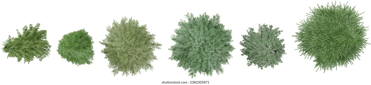 set of Common wormwood,Dill,Silver mound,Pine,fir tress rendered from the top view, 3D illustration, for digital composition, illustration, 2D plans, architecture visualization