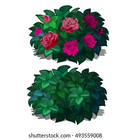 Set compact rounded shrubs with flowers roses isolated on white background. Flowering plants for furnishing of landscape design. Vector illustration.