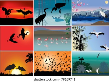 set of composition with long legs birds