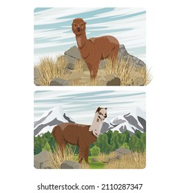 A set of compositions. Alpaca in a valley near mountains. Vector realistic landscape