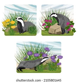 Un conjunto de composiciones con Badger en un prado con flores. Animales salvajes de Europa y América. Paisaje vectorial realista