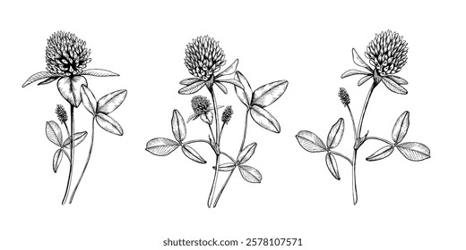 A set of compositions with blooming clovers. Hand drawn botanical vector illustration. Sketch painted by black inks line on white isolated background. For clipart, greeting card, package