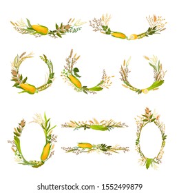 Set of compositions from different plants, ears and ears of corn. Vector illustration.