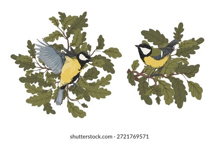 Um conjunto de composições com títmice contra um fundo de folhas de carvalho. Ilustrações botânicas de vetor realistas com aves.