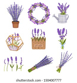 Set of compositions from lavender. Vector illustration.