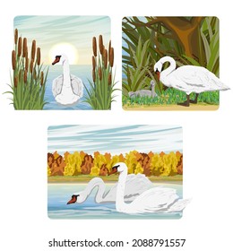 Set of compositions with white swans with different environments and seasons. Mute swans swim on the lake and watch the chicks. Realistic vector landscape