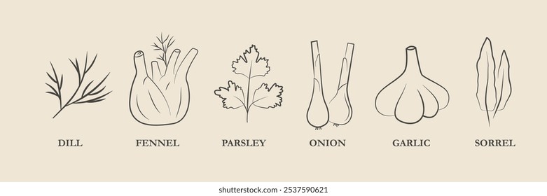 Conjunto de Condição para Prato de Cozinha.  Doodle Dill, Cebola Verde, Alho, Funcho, Salsa.  Desenho animado Herbal Plant Sketch. Ilustração vetorial 