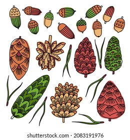 Set of cones, acorns and pine needles. Vector doodle illustration for design, decor