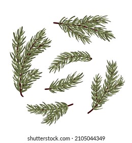 Set of conifer branches vector illustration set. Pine, spruce, cedar, larch, fir tree branches, winter nature clipart for design, print, card, christmas, greetings, wallpapers, background