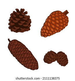 Set of conifer cones vector illustration set. Pine, spruce, cedar, larch, fir tree cones, winter nature clipart for design, print, card, christmas, greetings, wallpapers, background