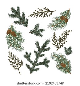 Set of coniferous branches pine, fir-tree, thuja.