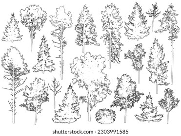 Set of coniferous and deciduous trees for architecture and landscape design, line drawing, contour. Vector illustration