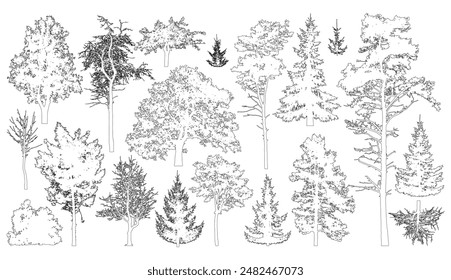 Set of coniferous and deciduous trees for architecture and landscape design, line drawing, contour. Vector illustration