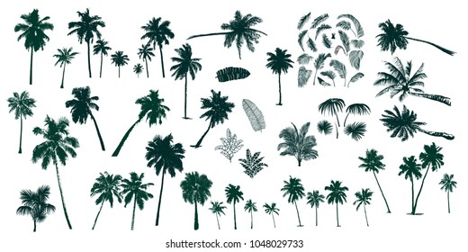 Set constructor from realistic black silhouettes isolated tropical palm trees, branch and separate banana leaves, talipot on a white background