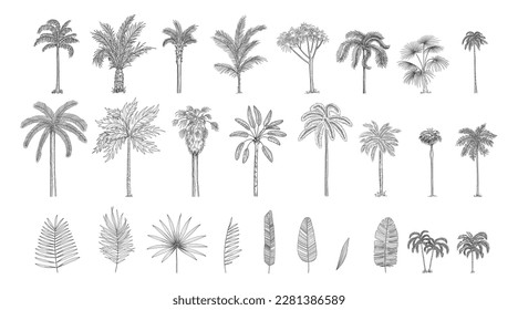 Set constructor from realistic black silhouettes isolated tropical palm trees, branch and separate banana leaves, talipot on a white background.