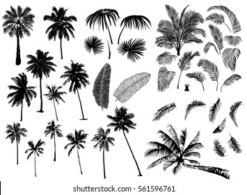 Набор конструктора из реалистичных черных силуэтов изолированных тропических пальм, ветвей и отдельных банановых листьев, талипота на белом фоне.