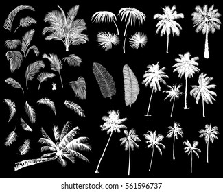 Set constructor from realistic white silhouettes isolated tropical palm trees, branch and separate banana leaves, talipot on a black background.