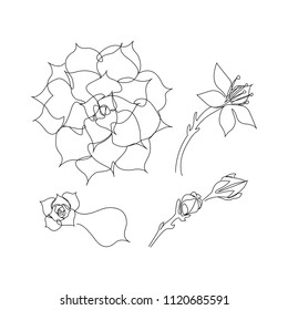 Set of continuous line succulents. Blossoming echeveria, beautiful succulent flower. One line drawing concept. Vector illustration isolated on white background.