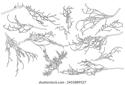 Satz von Konturnacken Zweige von Laubbaum für Architektur und Landschaftsgestaltung. Vektorillustration