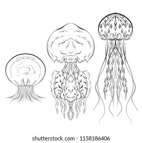 Set of contour black and white illustrations of jellyfishes. The object is separate from the background. Linear illustration for printing on T-shirts, covers, sketches of tattoos and your design.