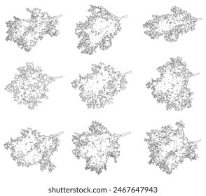 Set of contour branches deciduous ash tree for architecture and landscape design. Vector illustration