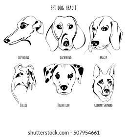 a set of contour drawings Dalmatian dog breeds, Beagle, Sheepdog, Greyhound, Collie, Dachshund