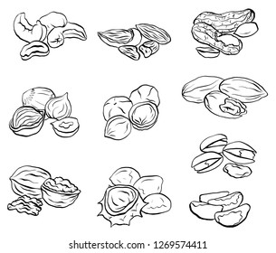 Set of contour drawings of various types of nuts. Objects separate from the background. Vector element for menus, recipes and your design.