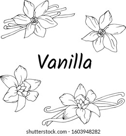 Set of contour flowers and vanilla on a white background. Black and white vector botanical hand-drawn illustration.