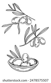 Set of contour illustrations of olive. Hand drawn olive branches. Plate with olives