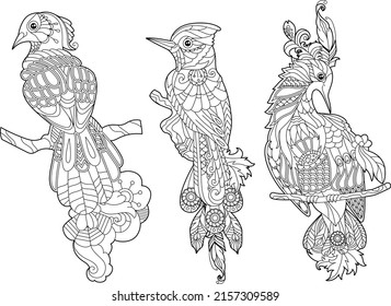 Set. Contour linear illustration for coloring book with decorative paradise bird. Beautiful tropic bird. Line art design for adult or kids in zen-tangle style, tattoo and coloring page.