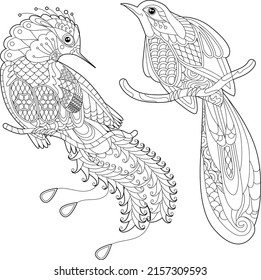 Set. Contour linear illustration for coloring book with decorative paradise bird. Beautiful tropic bird. Line art design for adult or kids in zen-tangle style, tattoo and coloring page.